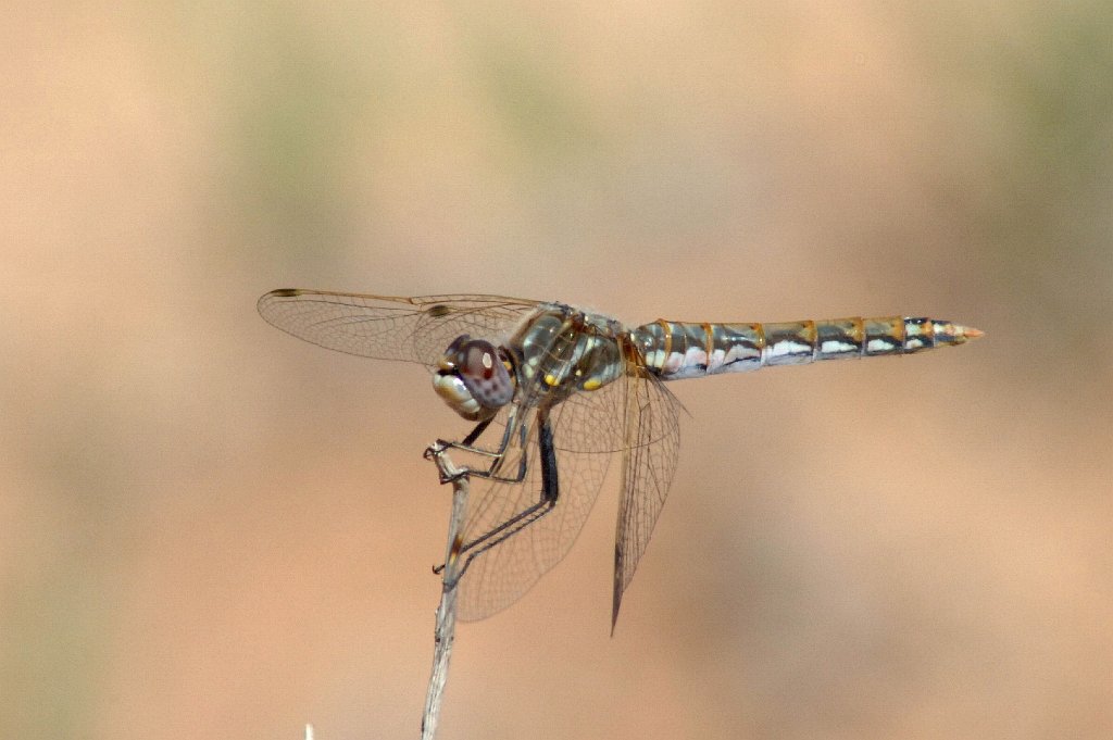 114 2006-08164189 Ghost Ranch, NM.JPG - Variegated Meadowhawk Dragonfly (Sympetrum corruptum). Ghost Ranch, NM, 8-16-2006